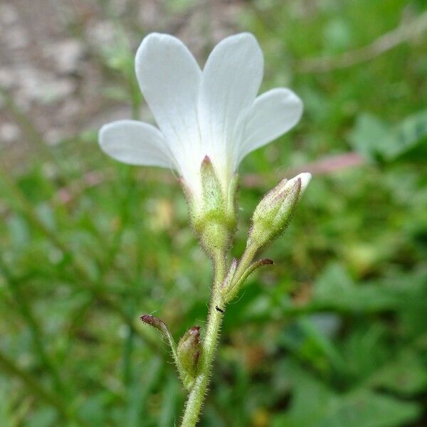 Saxifraga granulata 花