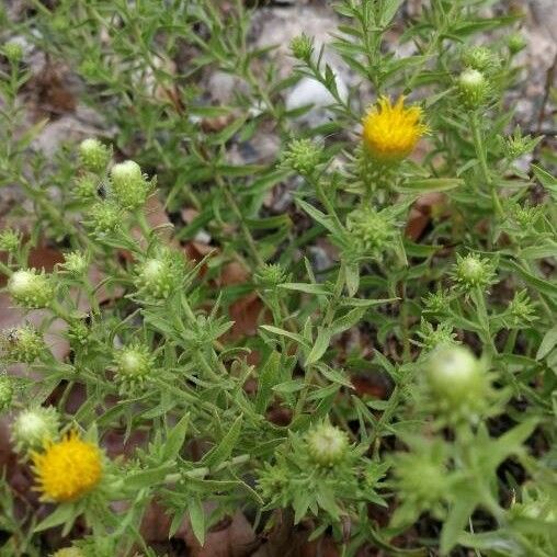 Chiliadenus glutinosus Flower