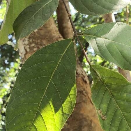 Holarrhena pubescens Blad