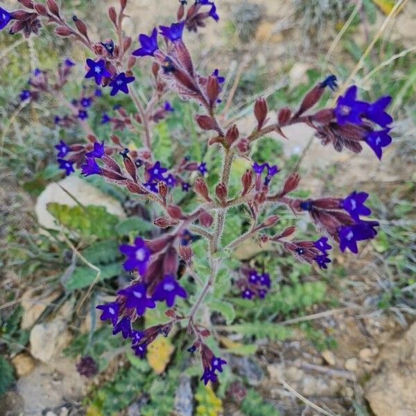 Anchusa undulata Flower