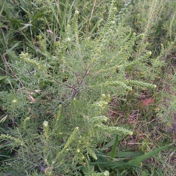 Ambrosia psilostachya Alkat (teljes növény)