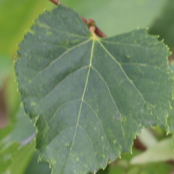 Tilia amurensis Blatt