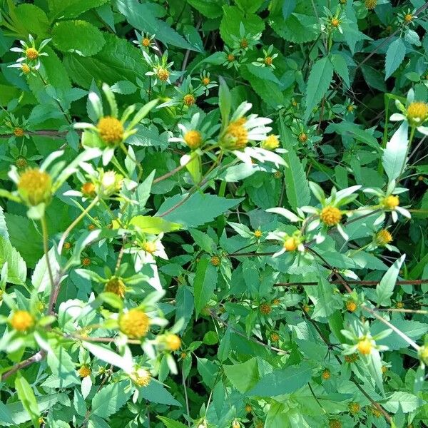 Bidens frondosa Lorea