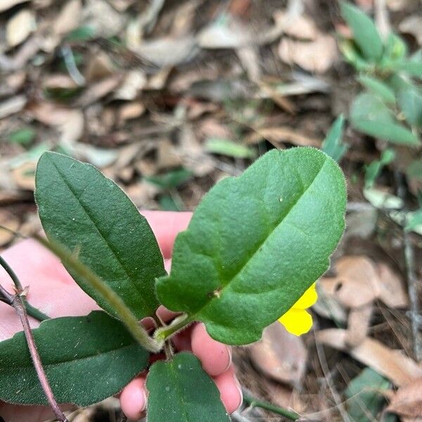 Hibbertia dentata Leaf