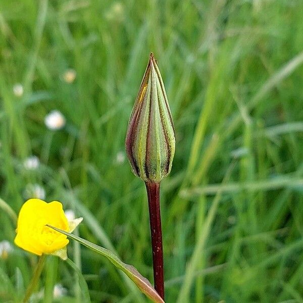 Tragopogon pratensis Blomma