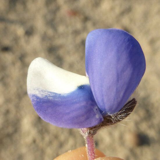 Lupinus nanus Flors