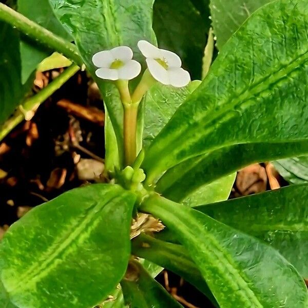 Euphorbia lophogona Blodyn