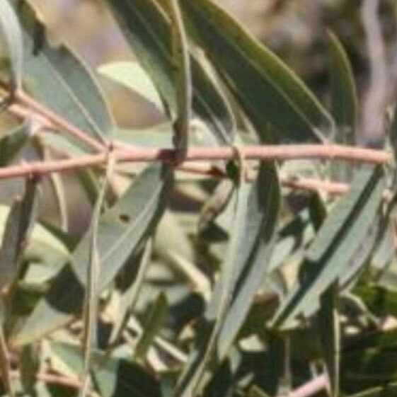 Angophora melanoxylon (Coolabah apple)