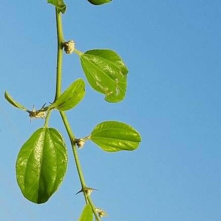 Ziziphus spina-christi Blad