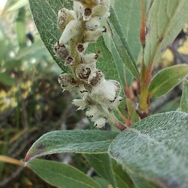 Salix glauca 葉