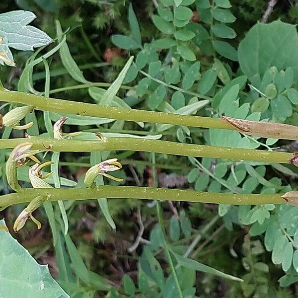 Corallorhiza trifida Хабит