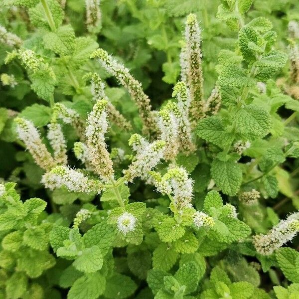 Mentha × rotundifolia Habit