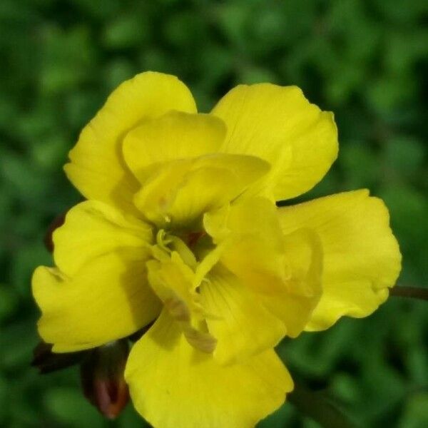 Oxalis stricta Çiçek