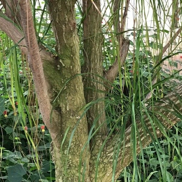 Beaucarnea recurvata Bark