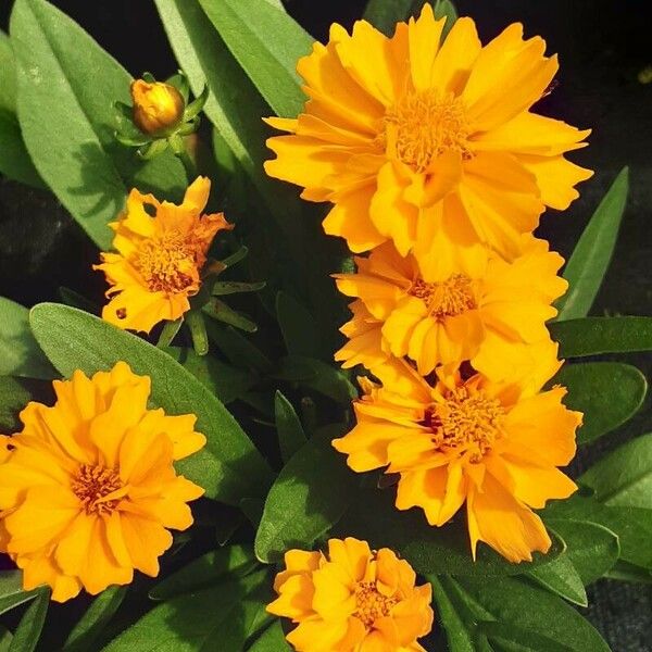 Coreopsis grandiflora Flower