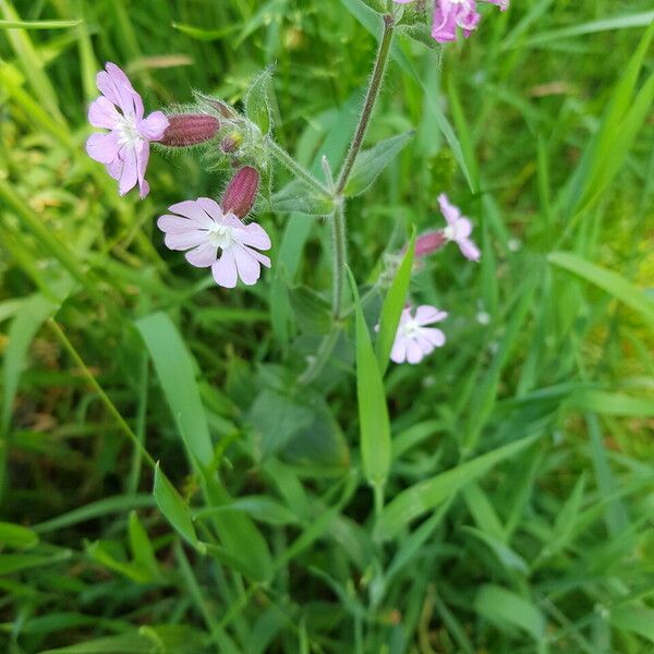 Silene × hampeana Flower