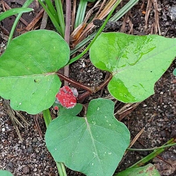 Ipomoea triloba Leaf