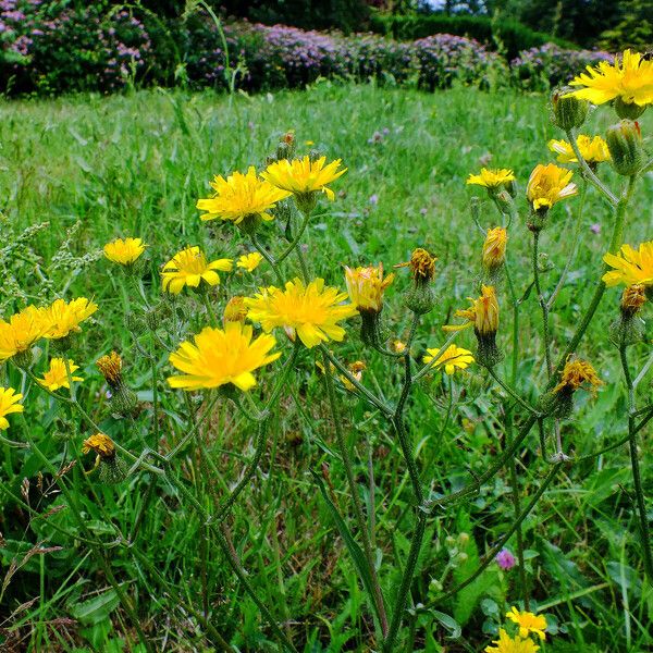 Crepis setosa Цвят