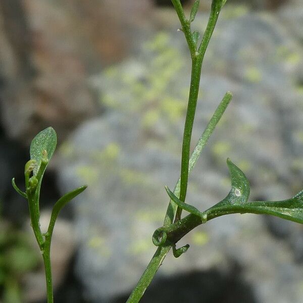 Cardamine resedifolia 葉
