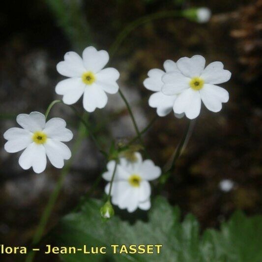 Androsace lactea Flower