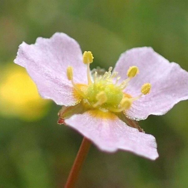 Alisma plantago-aquatica Flower