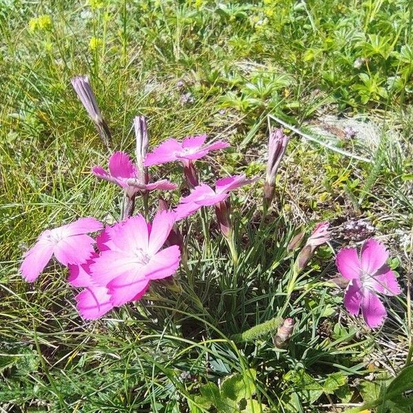 Dianthus pavonius Flower