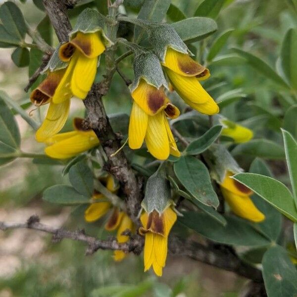 Anagyris foetida Flors