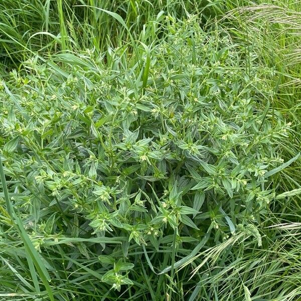 Lithospermum officinale Celota