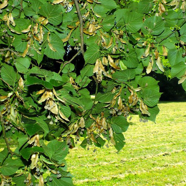 Tilia platyphyllos Листок