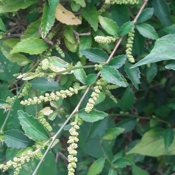 Acalypha siamensis Квітка