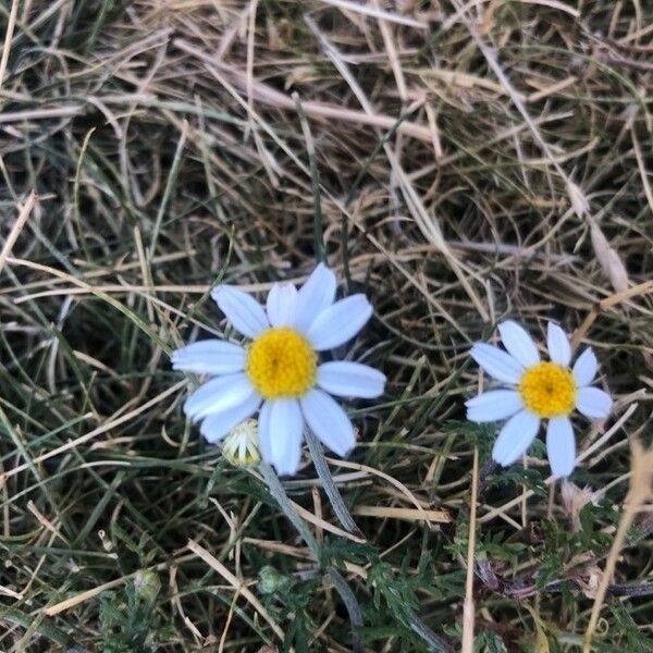 Anthemis arvensis Blomma