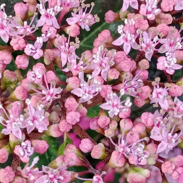 Hydrangea spp. Kvet