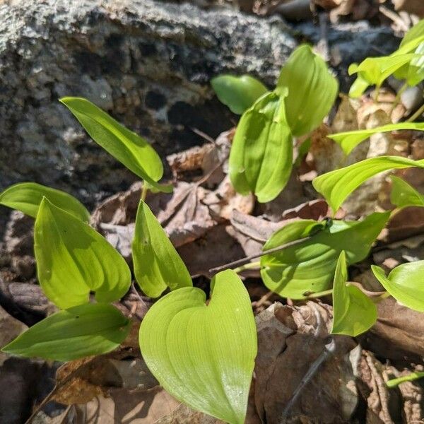 Maianthemum canadense Frunză