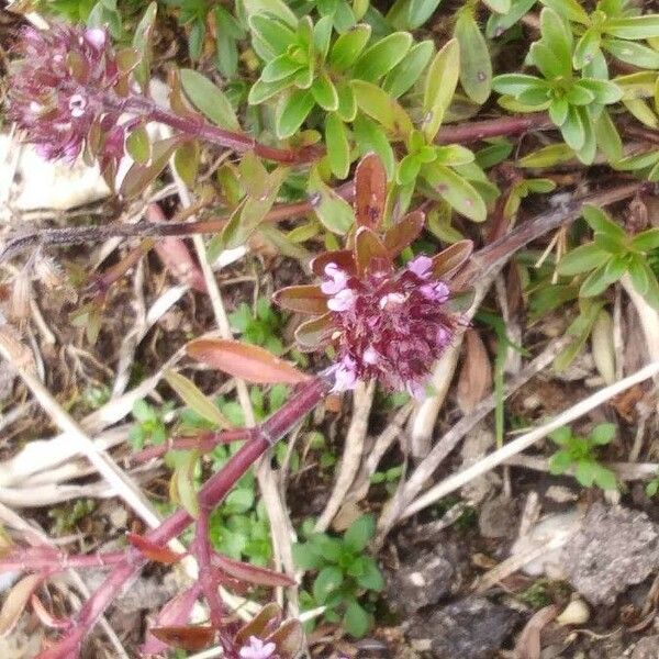 Thymus pulegioides Alia