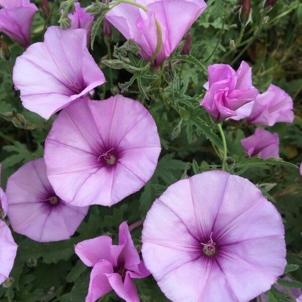 Convolvulus althaeoides Flower