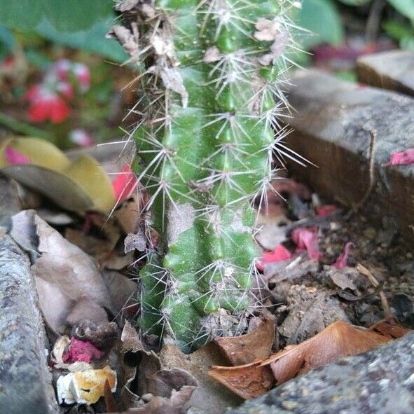 Echinocereus coccineus Casca