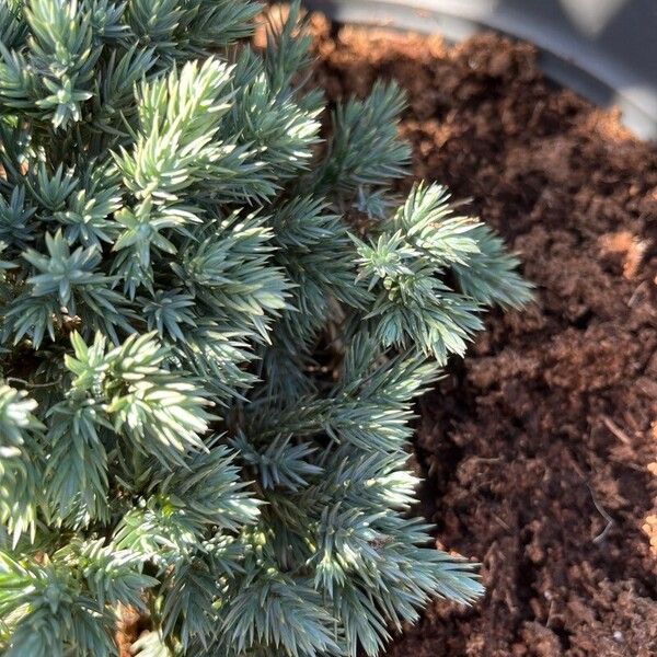 Juniperus squamata Blatt