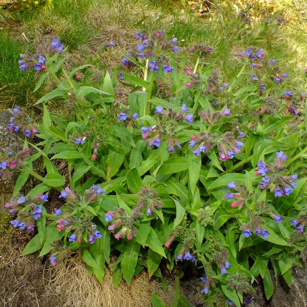 Pulmonaria mollis Хабит