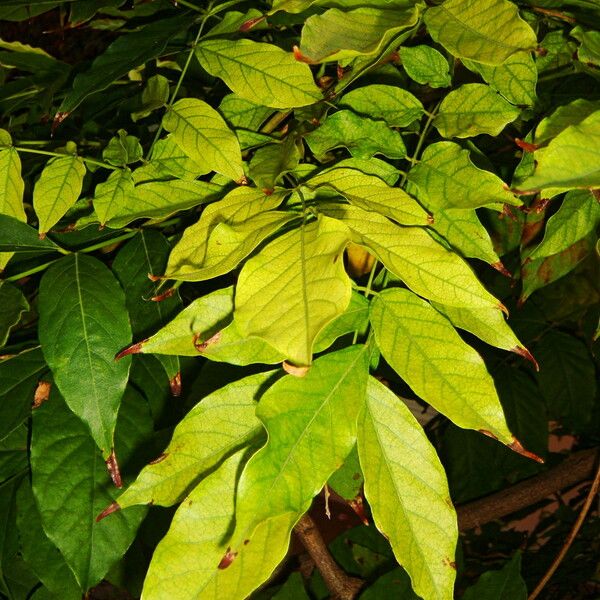 Wisteria frutescens Leaf