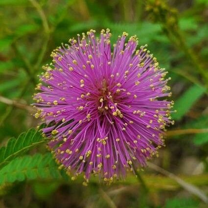 Mimosa quadrivalvis Blüte