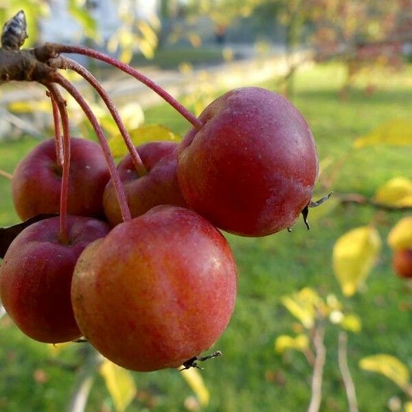 Malus sylvestris Fruto