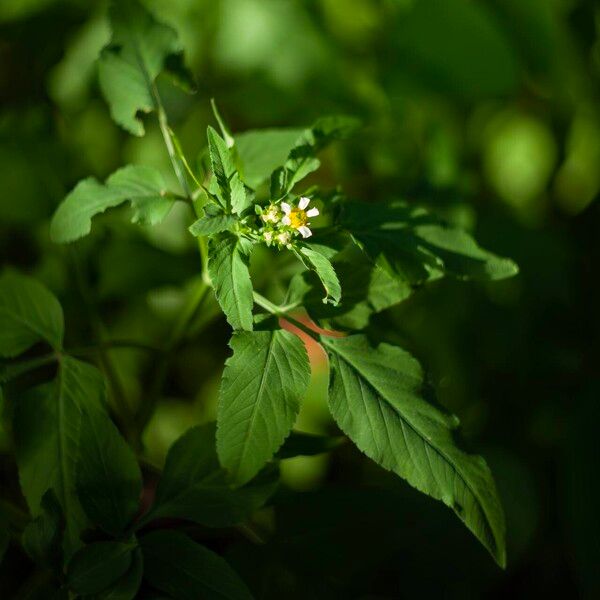 Bidens pilosa Flower