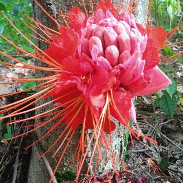 Brownea rosa-de-monte ফুল