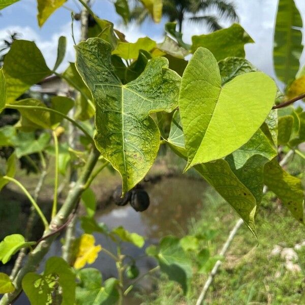 Jatropha curcas Ліст