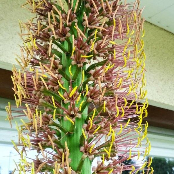 Agave filifera Flower