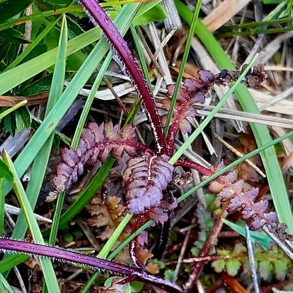 Pedicularis verticillata Frunză