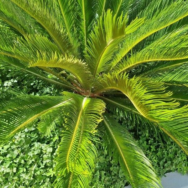 Cycas circinalis Lapas