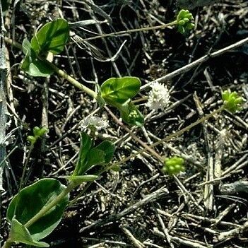 Boerhavia repens Habitat