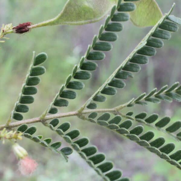 Acaciella villosa Leaf