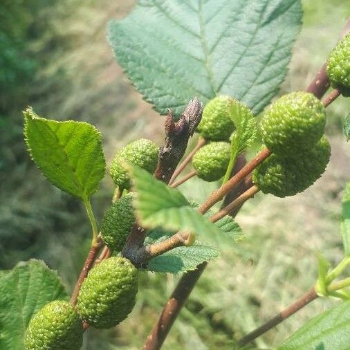 Alnus incana Фрукт